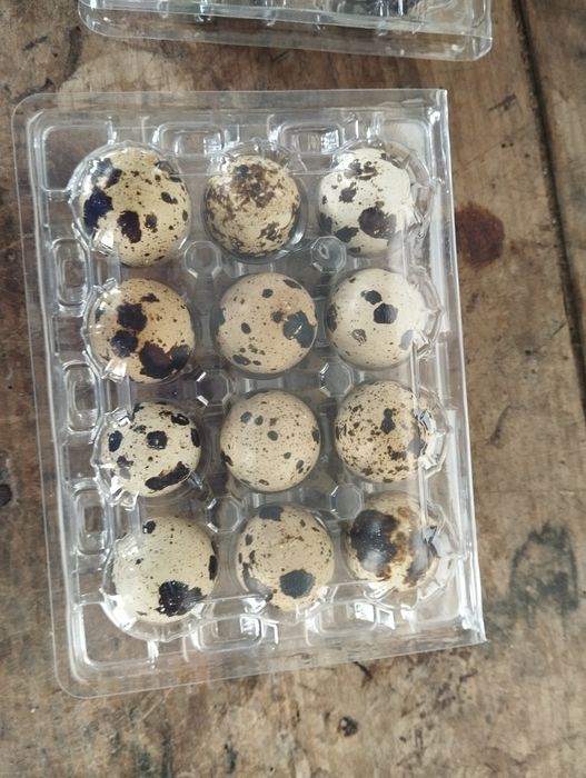 Codernizes e ovos63823807857409121