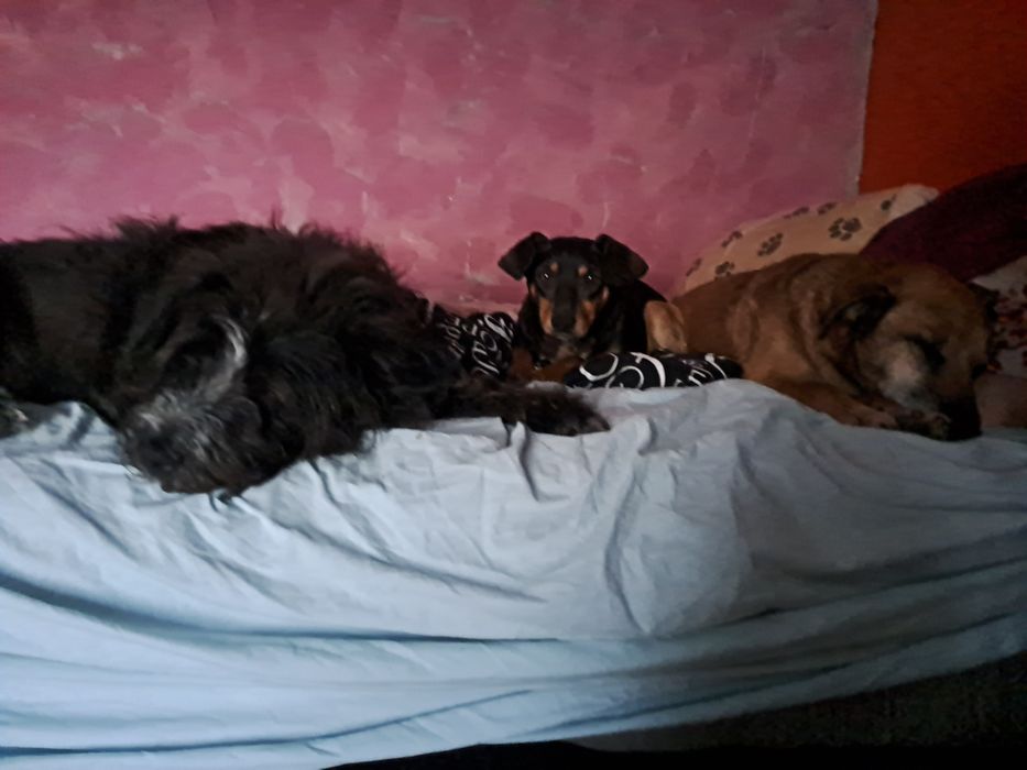 Tola.i Tofik. Czekaja na domek lub dwa osobne domki