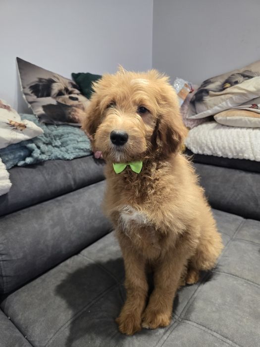 Goldendoodle f1 standard