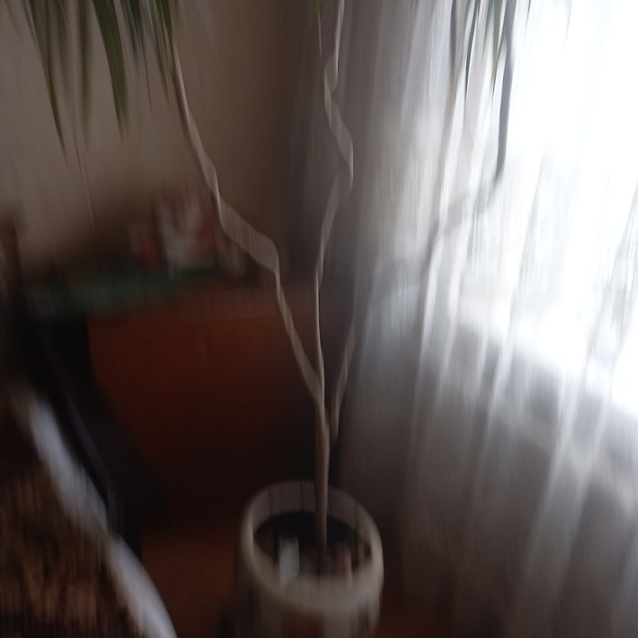 Драцена  взрослая 15лет