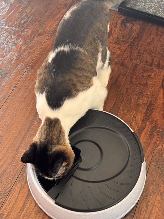 Trixie Automatyczny dozownik dla kota psa