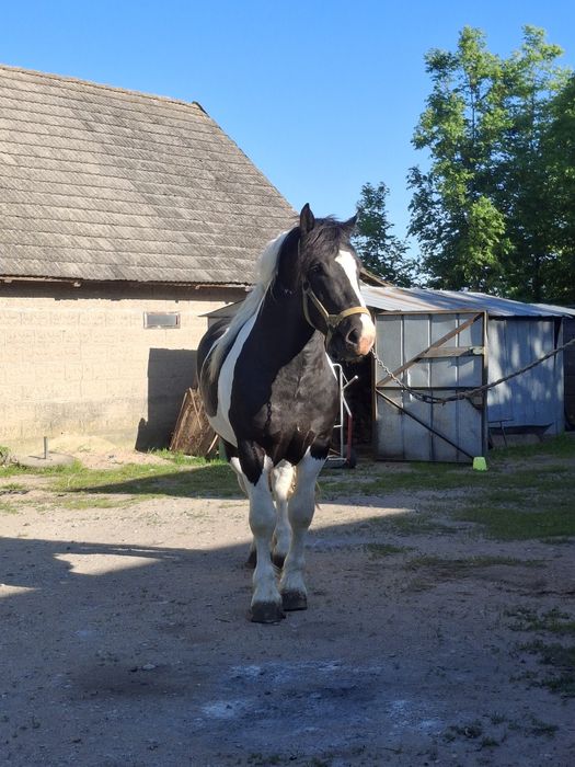 Sprzedam ogiera zimnokrwistego srokatego