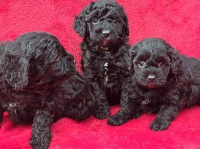Cavapoo z metryką