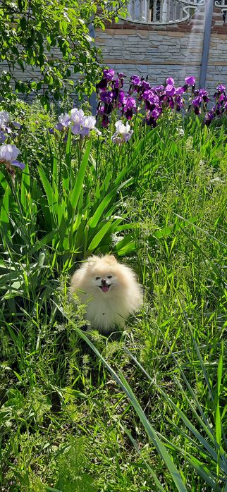 Вязка -померанский шпиц мини