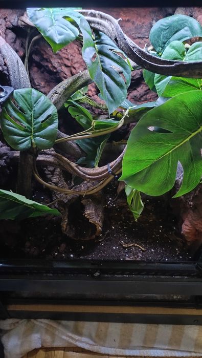 Terrarium 45x45x60