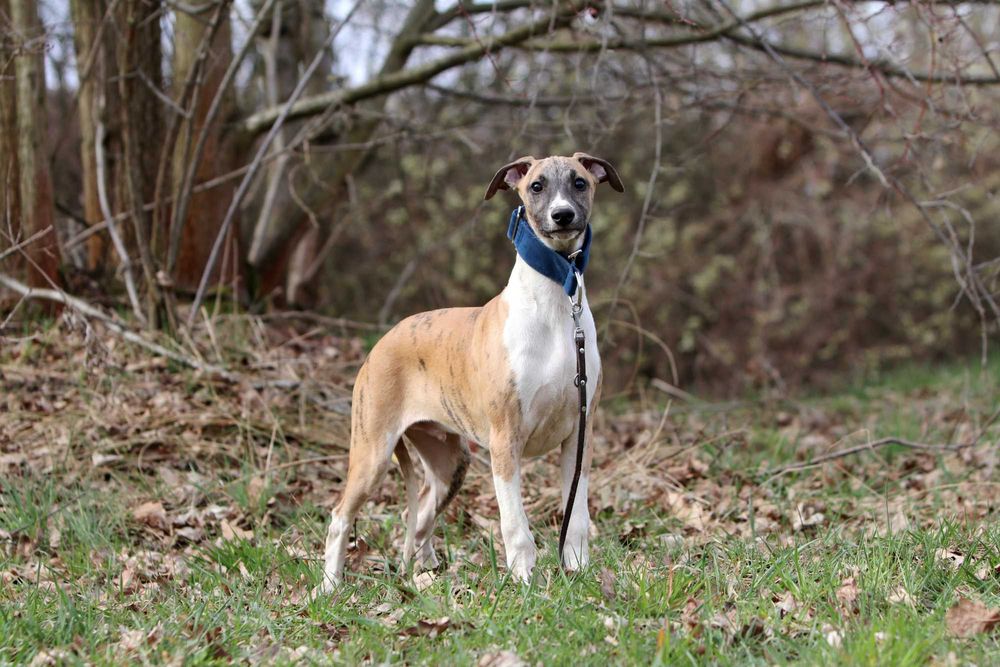 Whippet Chart angielski ZKwP/FCI niezwykłej urody piesek SID