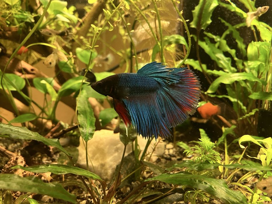 Акваріумні рибки півник «петушок»