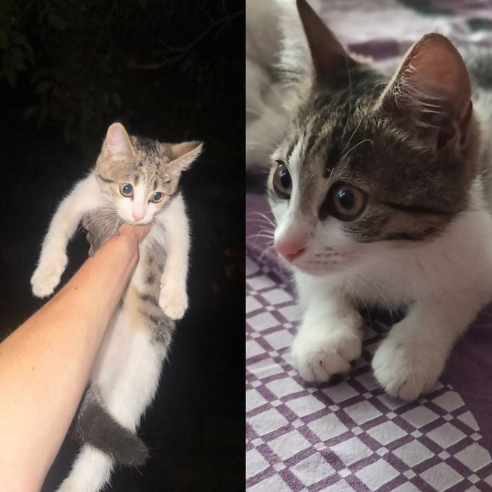 Котенок девочка бесплатно. котята. кошка. кошечка даром