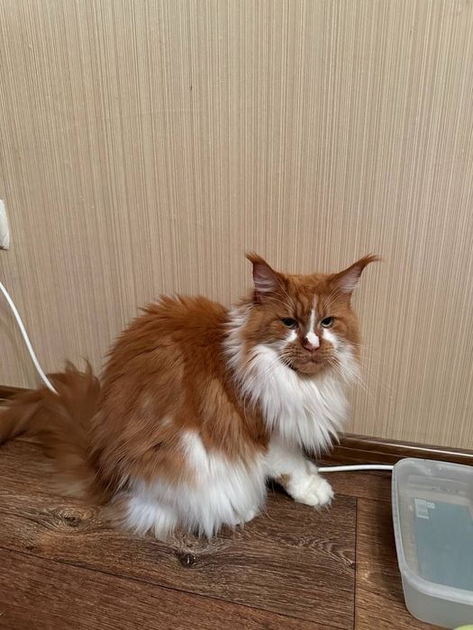 Котята мейн кун девочки