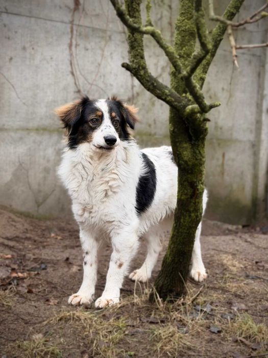 Dorian z Sobolewa szuka domu!