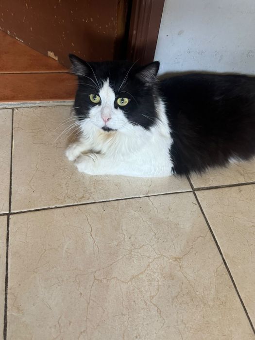 Dou gato traçado de persa