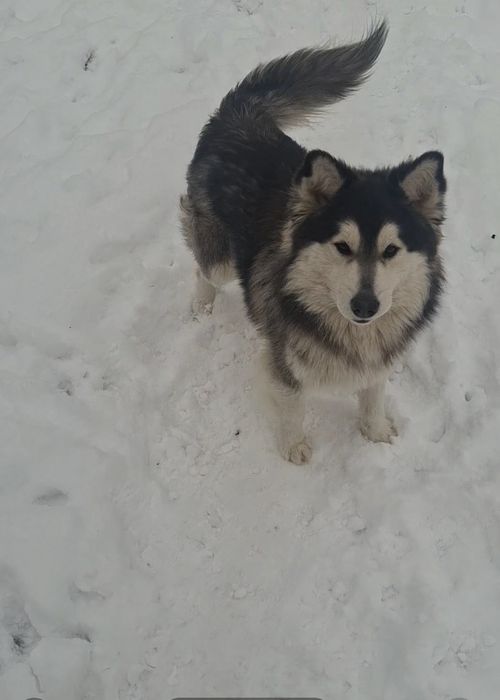 аляскінський маламут