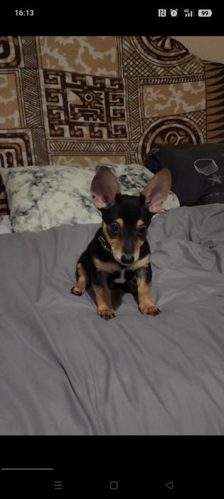 Пёсик ищет семью