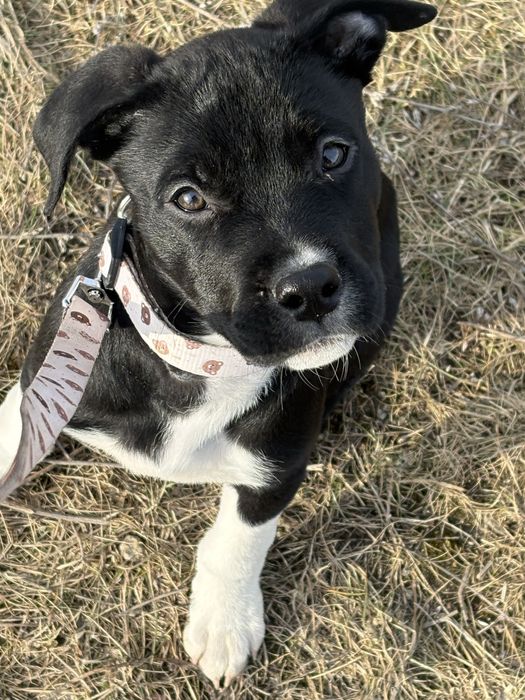 Oddam suczke 5miesiecy