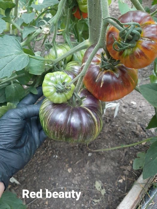 Nasiona pomidorów kolekcjonerskich