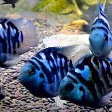 Peixes Snow Parrot (Snow White e Polar Blue) – Adultos