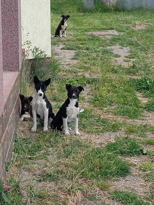 Щенки в добрі руки, грайливі, ніжні