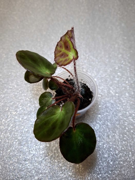 Бегонії рідкісні