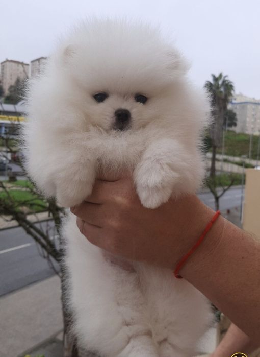 Spitz Alemão Anão Branco (Lulu da Pomerânia mini)