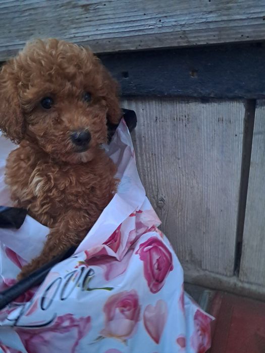 Красунчик хлопчик -той-Пудель.