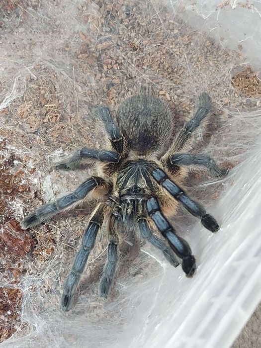 Ptasznik Pająk Harpactira pulchripes samica 5 DC z terraraium