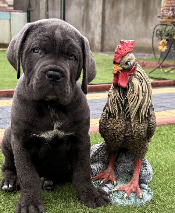 Елітні найкращі щеночки-від офіційного питомника