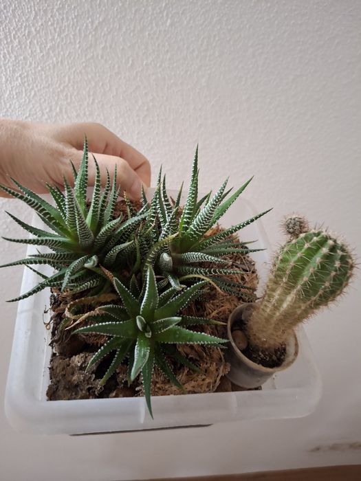 Хавортия полосатая