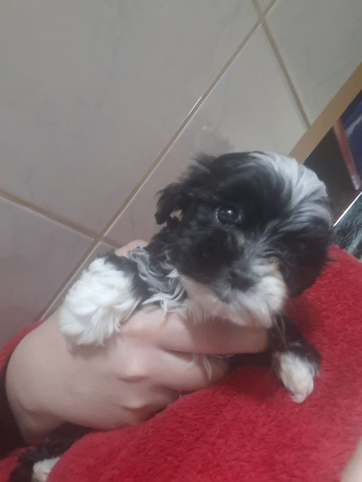 Oddam w dobre ręce pieski