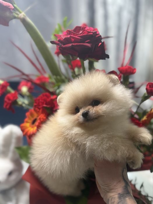 Szpic Miniaturowy Pomeranian