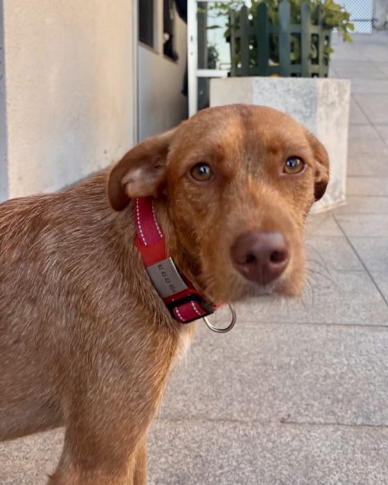 Cão com cerca de 1 ano para adoção responsável