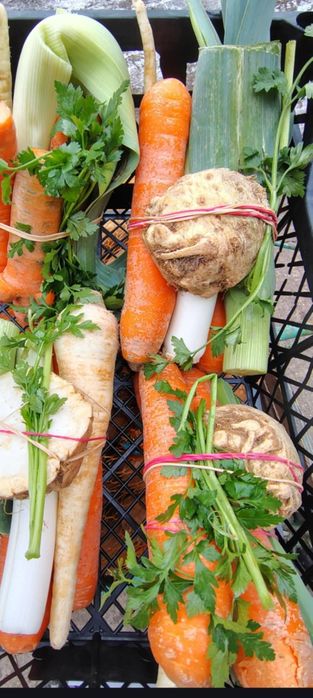 Włoszczyzna pęczek