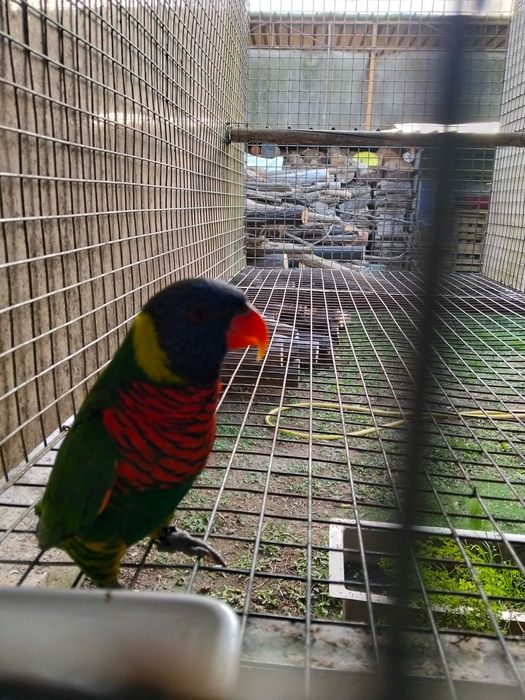 Várias aves para de 2025