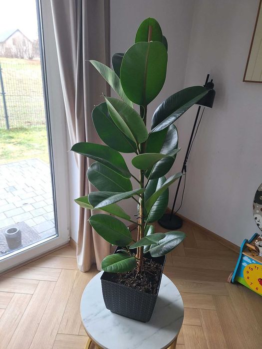 Zestaw roślin domowych: hoya, fikus sprężysty, monstera, epipremnum