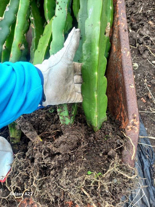 Pitayas/Mudas/Enraizadas - American Beauty e Undatus