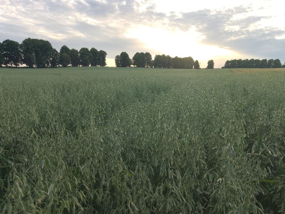 Owies paszowy/opałowy Bingo workowany