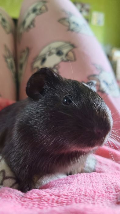 Морська свинка 1,5 місяці