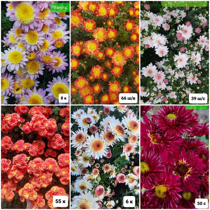 Набір з 6 кущів хризантем. Багаторічні квіти