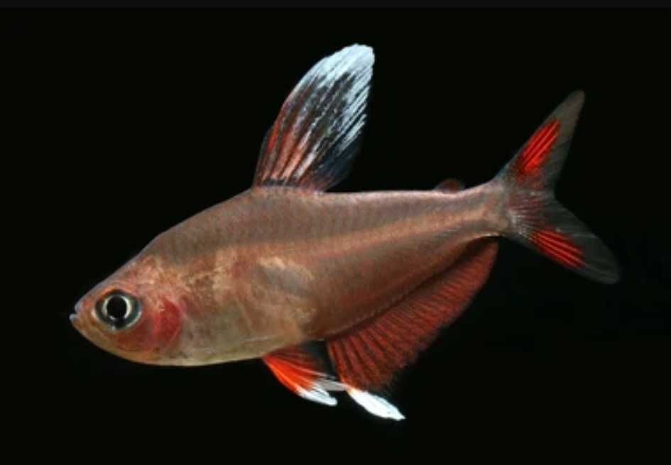 Bystrzyk ozdobny odmiana WHITE FIN - Hyphessobrycon ornatus - dowóz