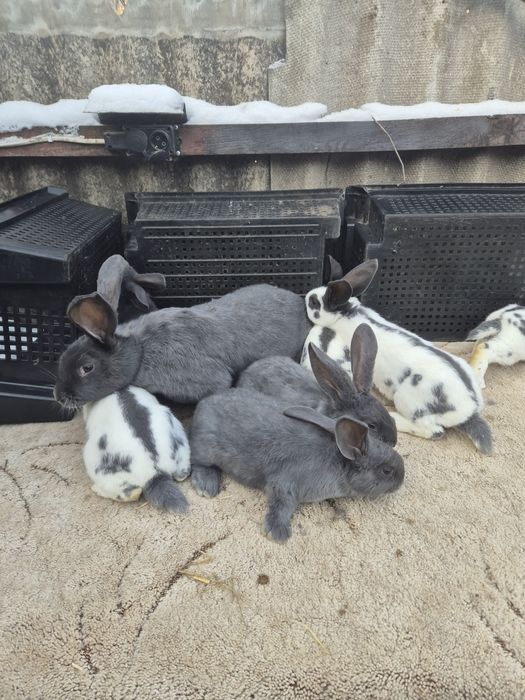 НСВ (Німецький строкатий велетень)