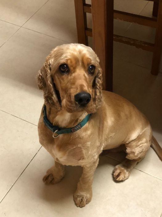 Woodie- cachorro cocker spaniel ingles para adoção