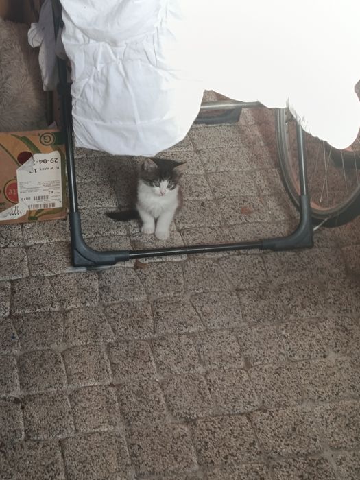 Oddam kotki w dobre rece