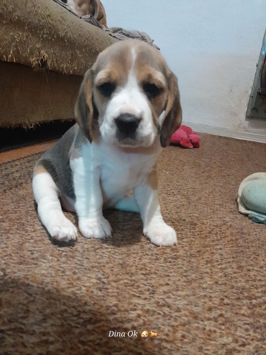 Продам цуценят бігля