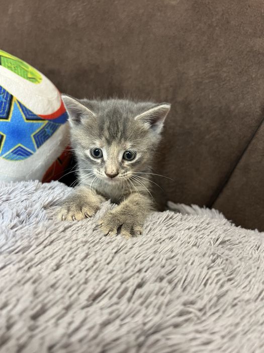 Кошенята 1,5 місяці — у добрі руки