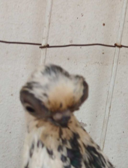 Gołebie ozdobne szek polski staluchy masciuchy