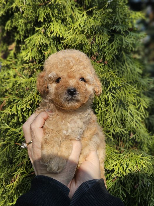 Мальтипу  мальчики мини и среднего размера