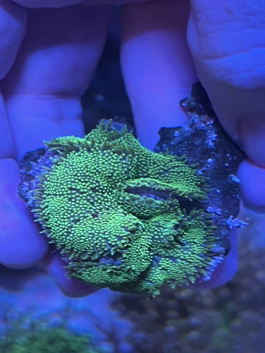 Корали мʼякі морський акваріум