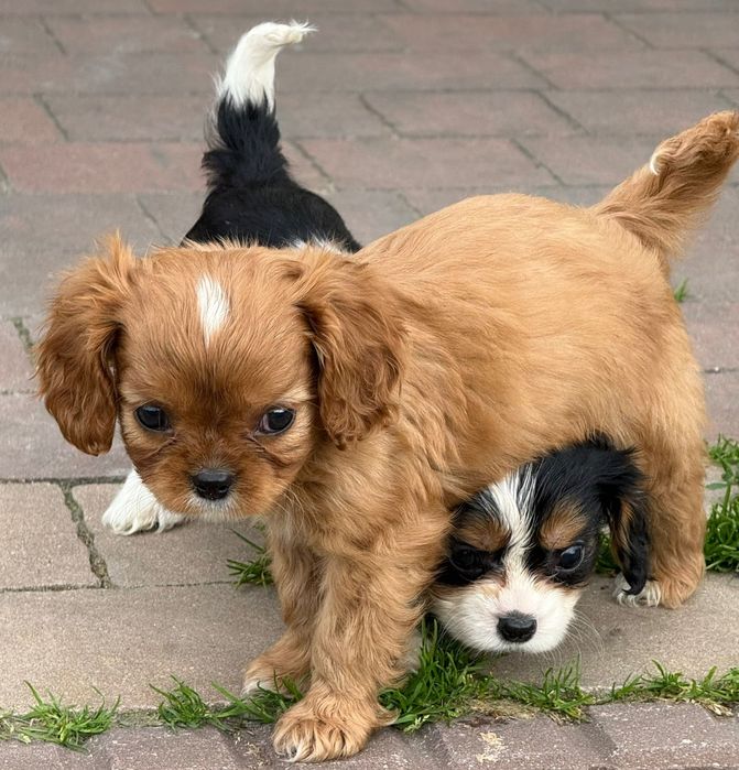 Cavalier King Charles Spaniel