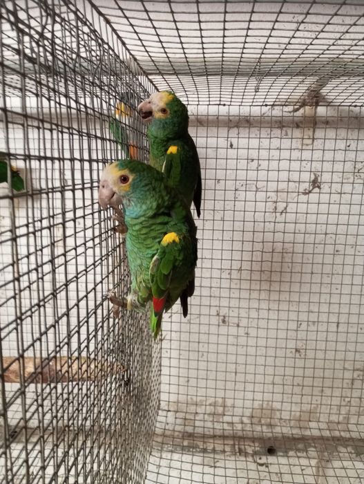 Papagaio amazonas barbadensis  adulto de2020