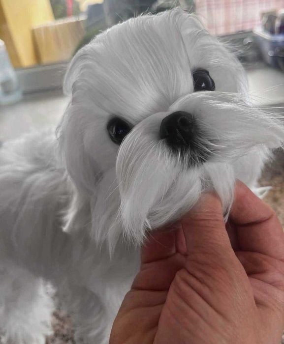 Prześlicznej urody piesek