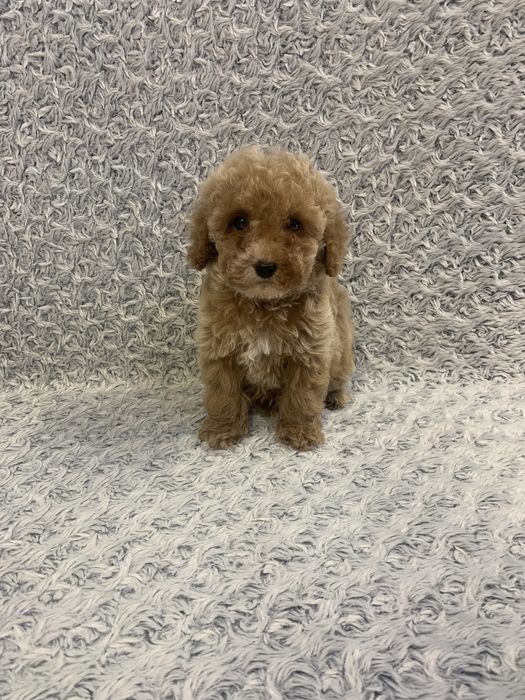 Вільний Той Пудель